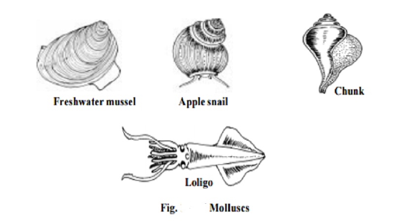 Phylum Mollusca and Phylum Echinodermata