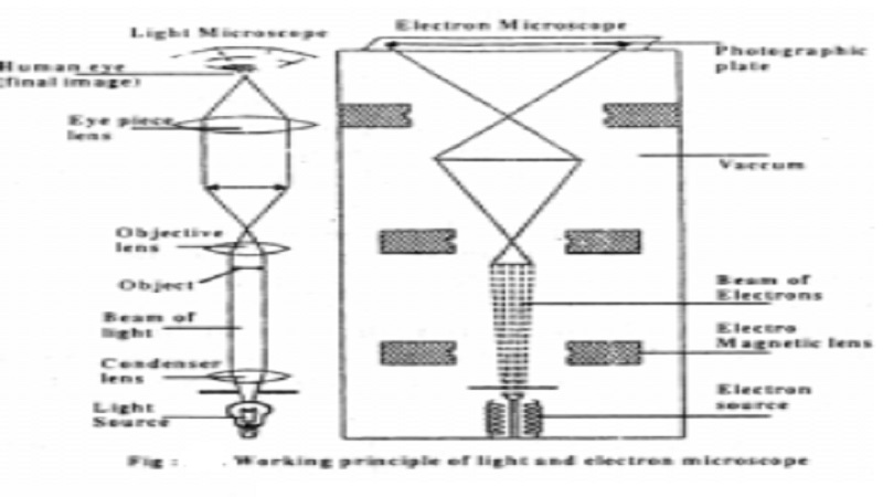 Light Microscope and Electron Microscope (TEM - Transmission Electron Microscopy & SEM - Scanning Electron Microscope )