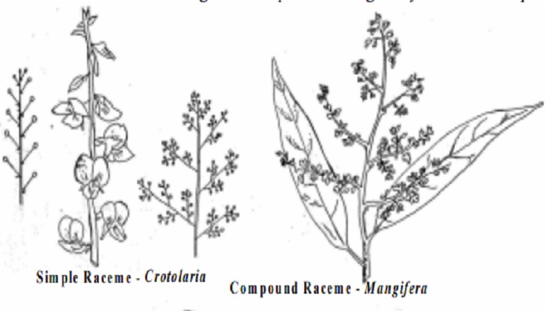 Inflorescence : Racemose, Cymose, Mixed and Special types