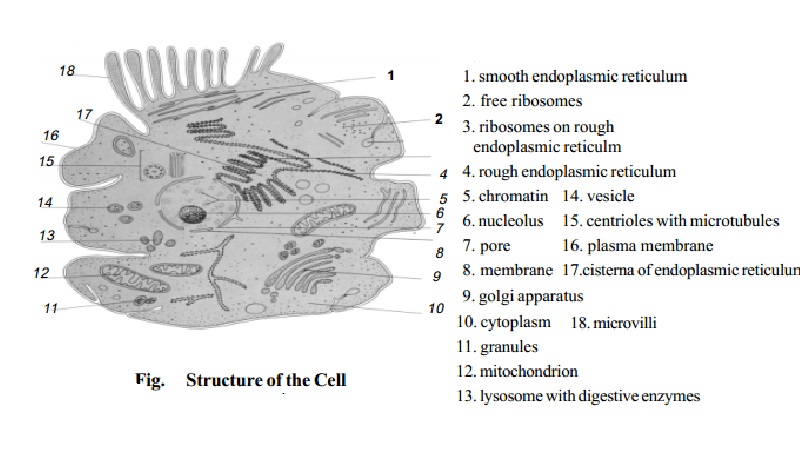 Stucture of Animal Cell