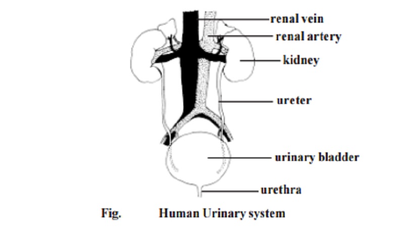 Urinary system : kidneys (renes), ureters, the uri-nary bladder (vesica urinaria) and the urethra