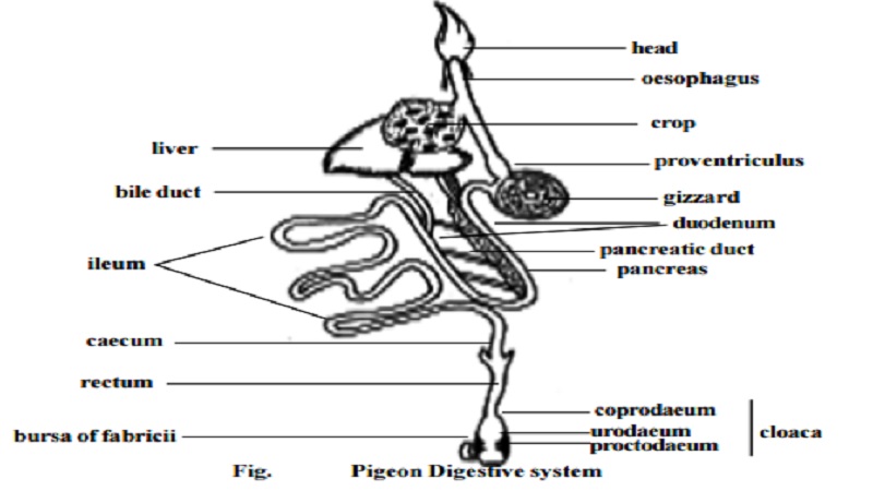 Pigeon - Digestive system