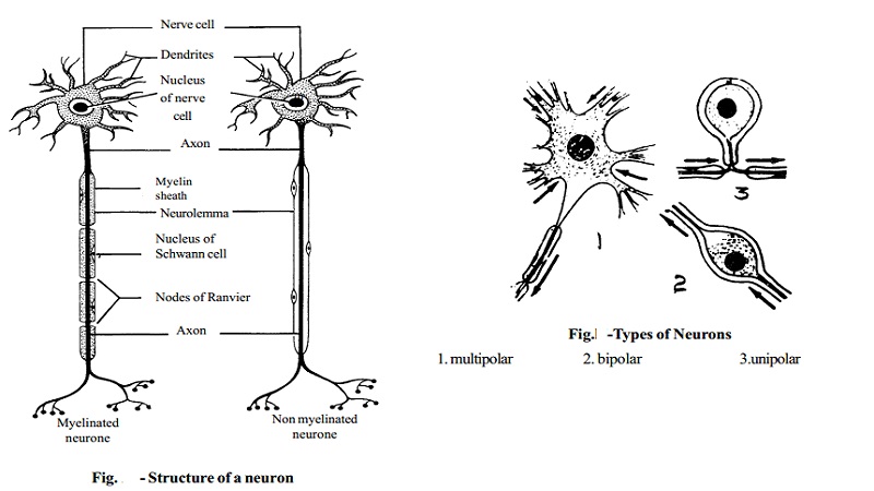 Structure and Types of a Neuron