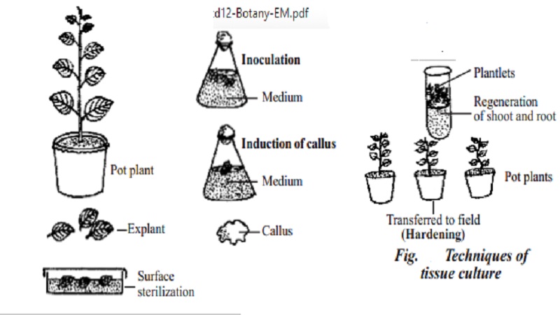 Concept of Plant tissue culture 