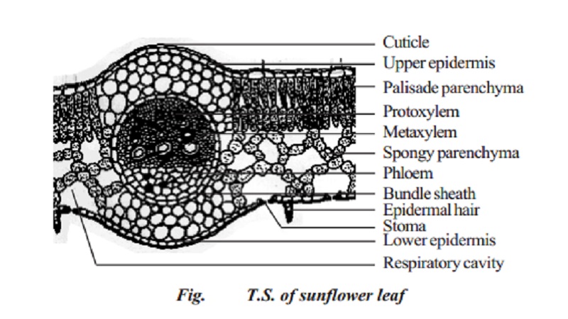 Anatomy of a dicot leaf - Sunflower leaf