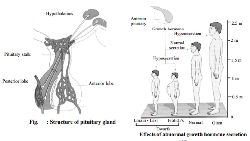 Pituitary and  Sex glands