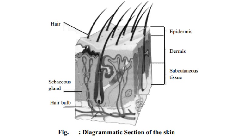 Structure and Functions of the Skin
