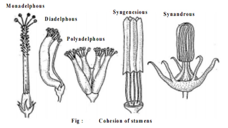 Androecium And Gynoecium