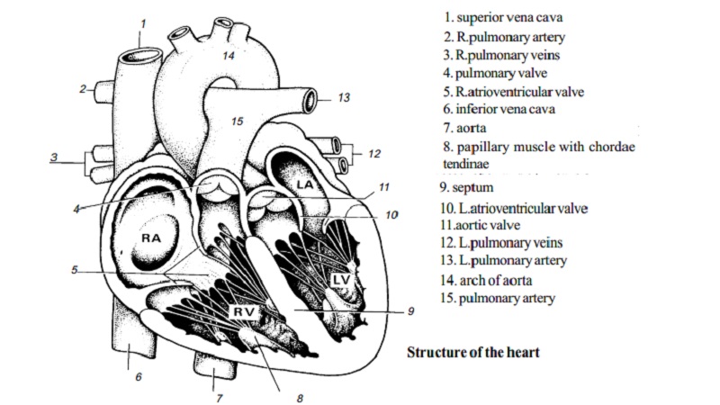 Blood vessels, Structure and Working of the Heart