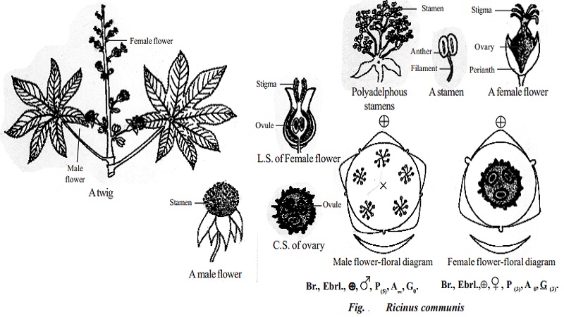 Botanical description and Economic importance of Ricinus communis