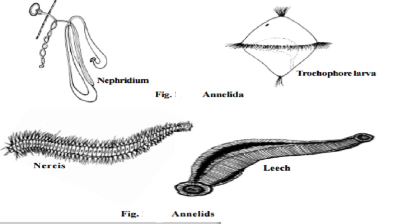 Phylum : Nematoda and Annelida