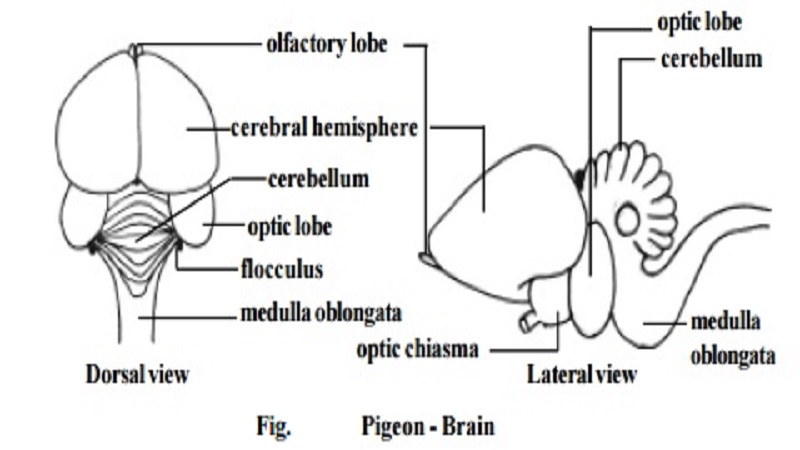Nervous system and Sense organ of Pigeon