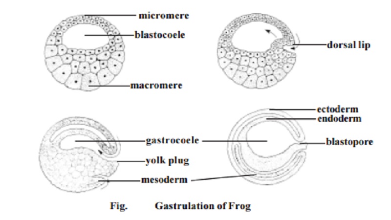 Gastrulation in frog embryo