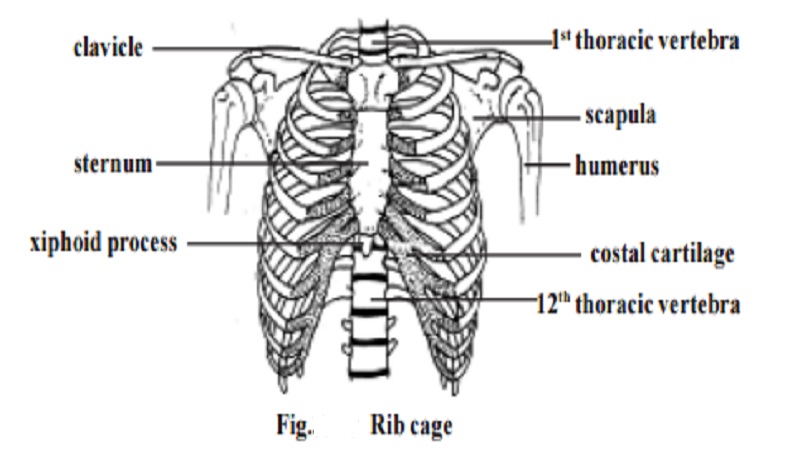 Rib cage - Human Skeletal system