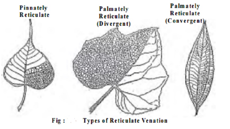 Leaf Venation : Reticulate, Parallel : Pinnately, Palmately