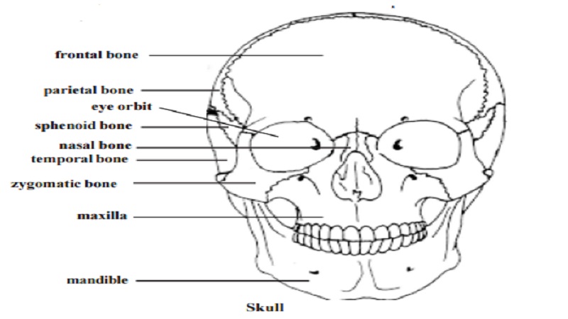 Skull - Human Skeletal system