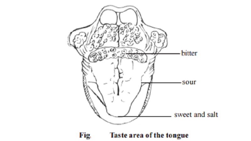 Human Tongue and Mechanism of Stimulation