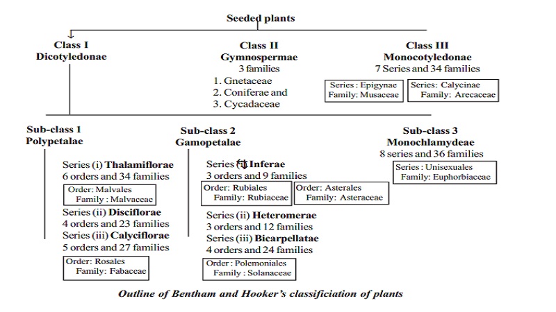 Bentham and Hooker's classification of plants : Dicotyledonae, Gymnospermae and Monocotyledonae