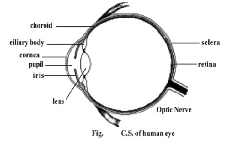 The Eye - Sensory Organ