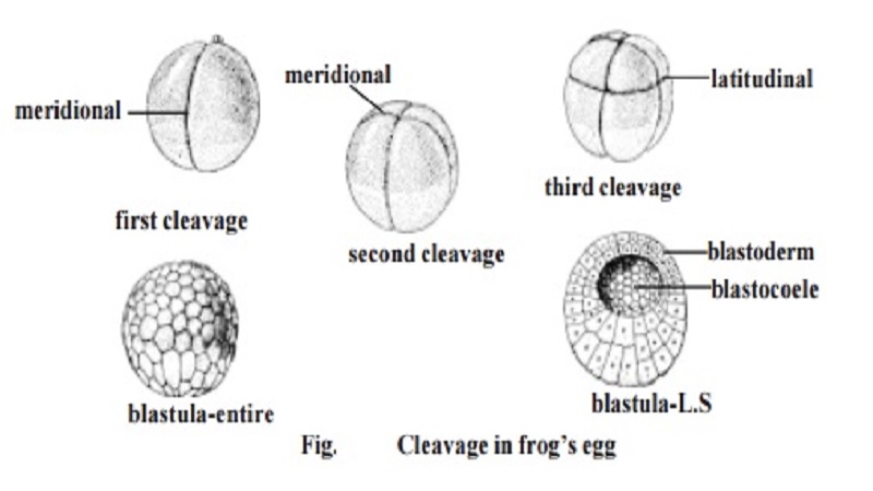 Cleavage and types - Frog's egg