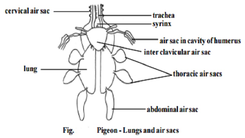 Pigeon - Respiratory System