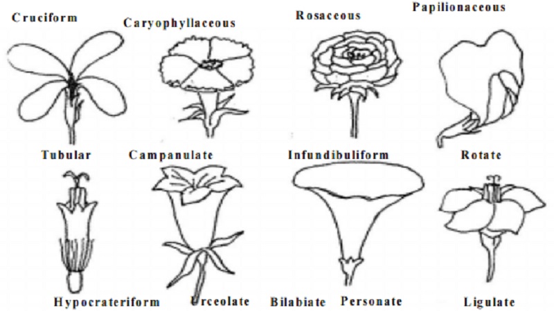 Corolla : Shape of the petals in the corolla and Forms of Corolla