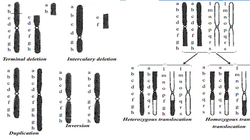 Numerical and Structural chromosomal aberrations