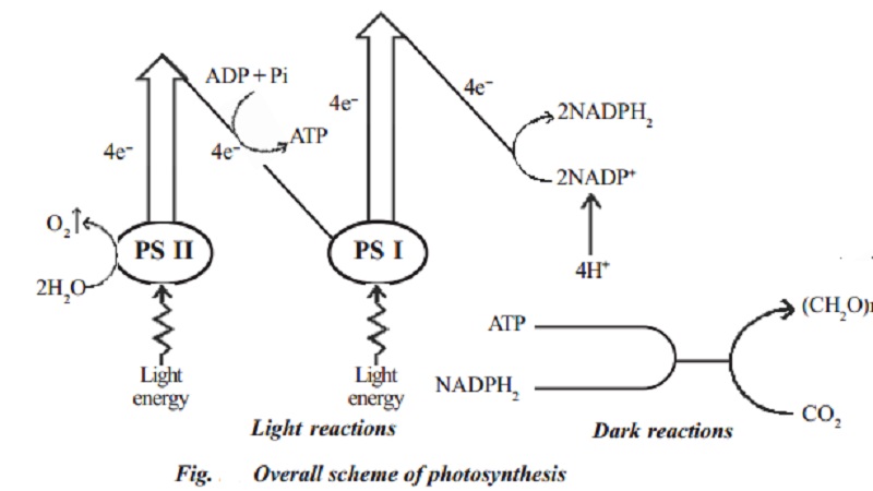 Photochemical and biosynthetic phases, Mechanism of photosynthesis