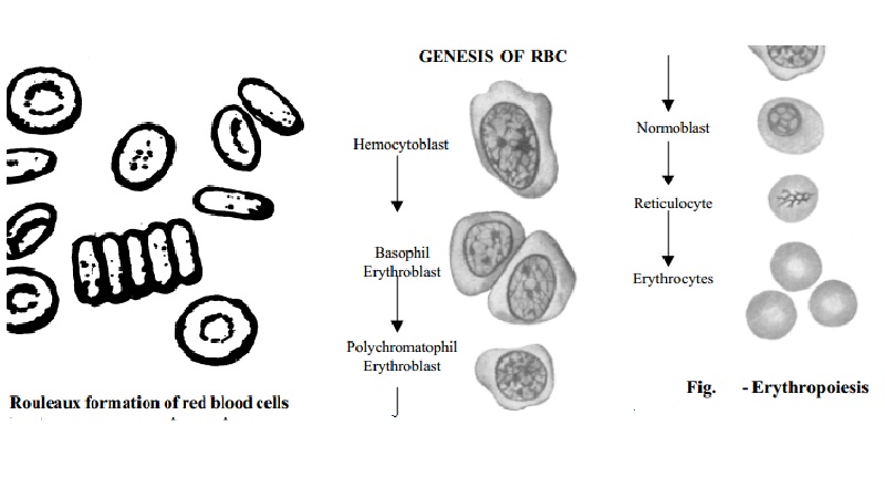 Red blood cells(erythrocytes or R.B.C.) and Erythropoiesis