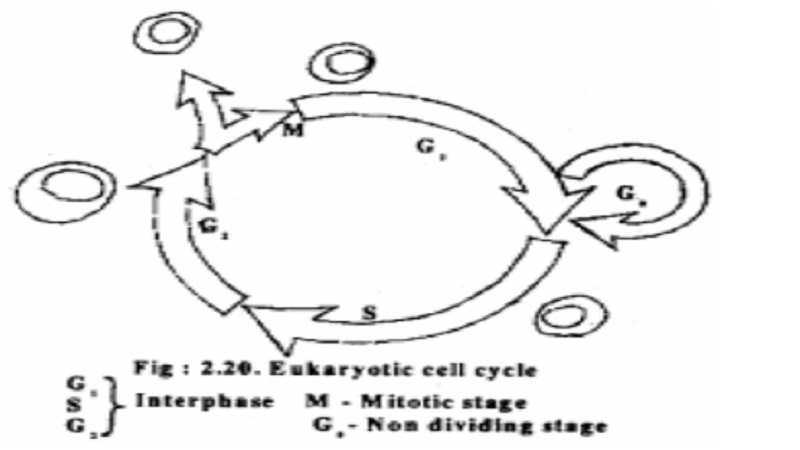Plant Cell Division - Cell Cycle 1.Amitosis 2.Mitosis  3. Meiosis
