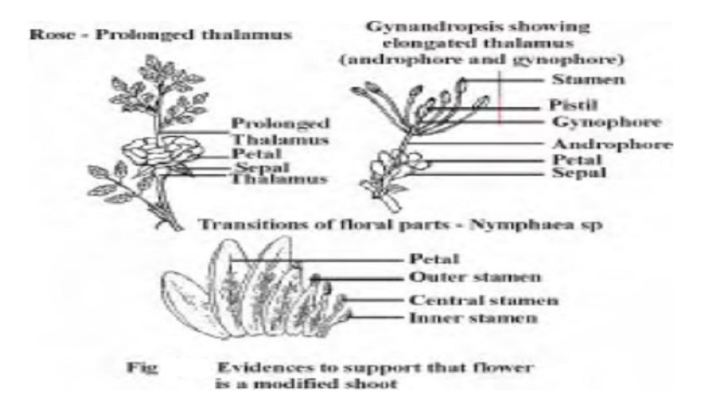 FLOWER - A Metamorphosed Shoot : Evidences to support that flower is a modified shoot