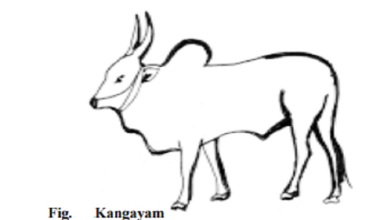 Draught Cattle breeds : Kangayam, Hallikar, Jersey