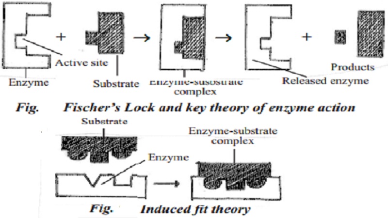 Theories explaining the mechanism of enzyme action