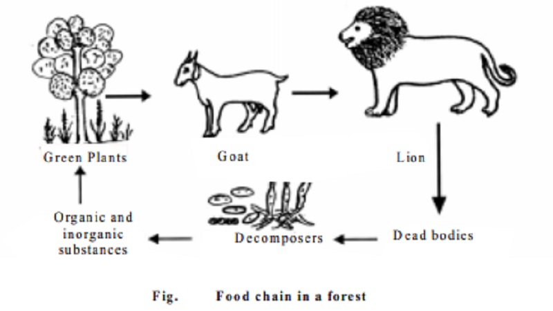 Energy flow of  Ecosystem : Food Chain, Food Web, Ecological Pyramids