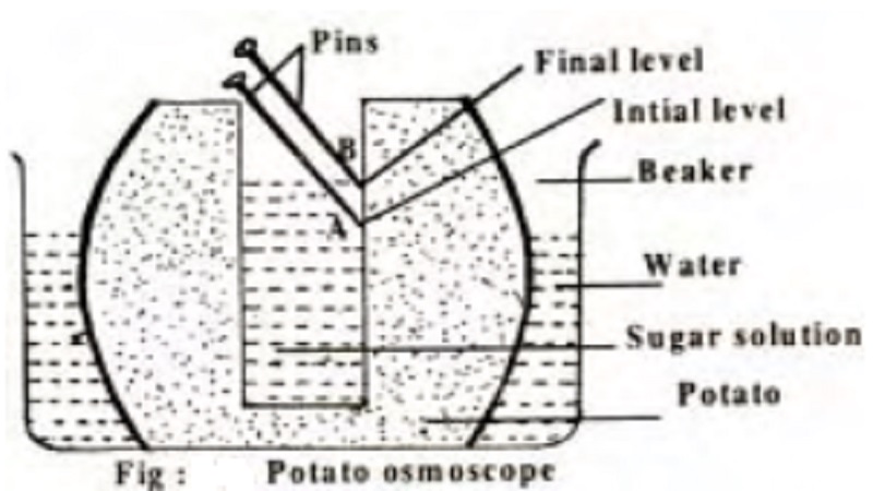 Demonstration of Osmosis - Potato Osmoscope