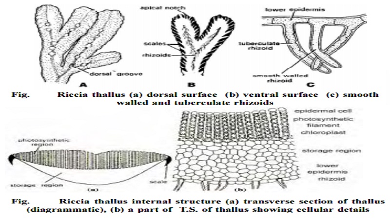 Riccia And The structure of mature gametophyte