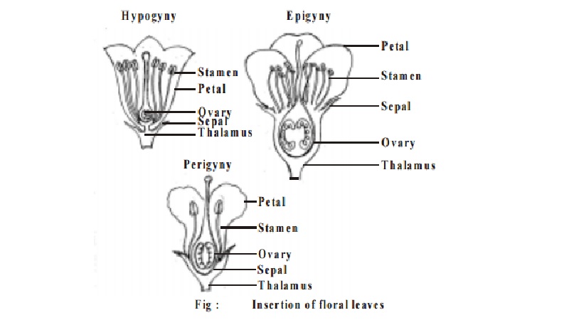 The receptacle (thalamus)  : Variation of the Receptacle, Insertion of floral leaves on the thalamus