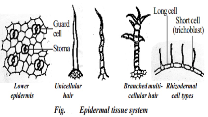 Epidermal tissue system and its functions