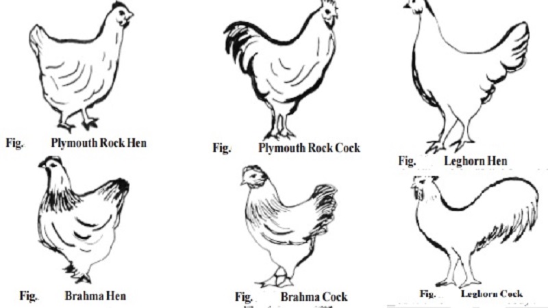 Poultry Farming methods