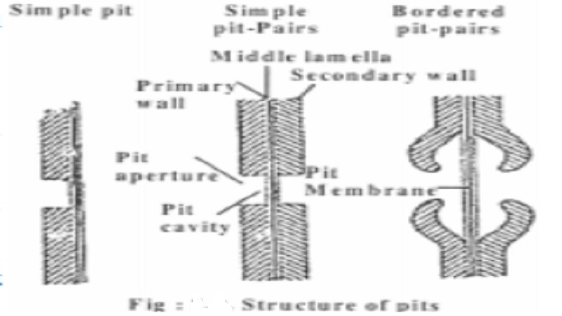 Plasmodesmata, pits and Functions of cell wall