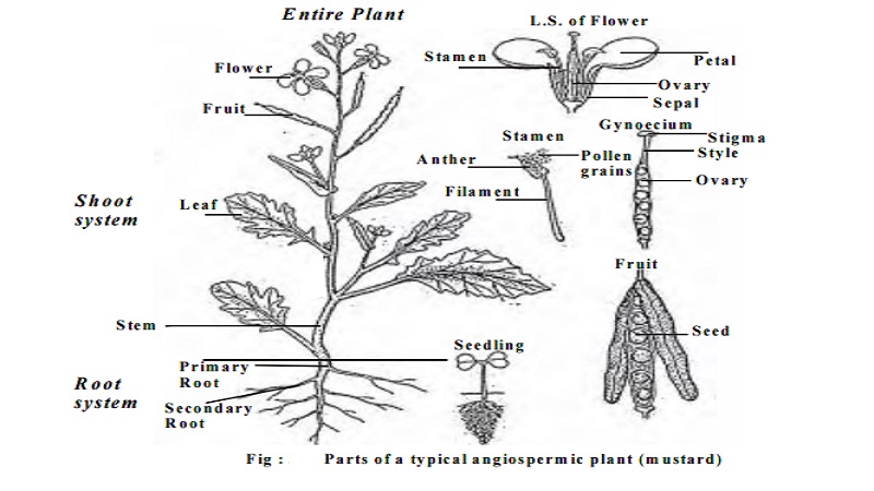 Morphology of flowering plants or Angiosperms - short notes