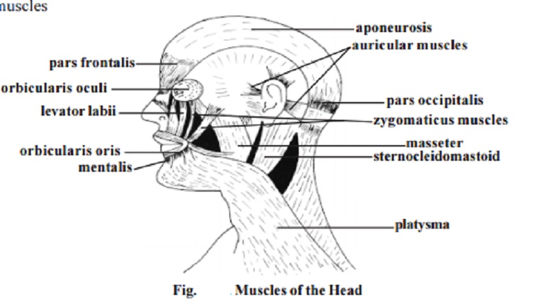 Distribution of human muscles - Muscles of the human head, Muscles of the Neck region, Muscles of the Trunk region, Muscles of the upper limb, Muscles of the lower limb