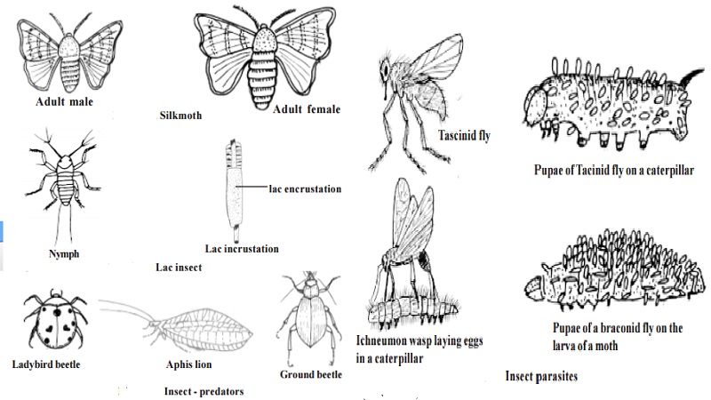 Uses and types of Beneficial Insects : Productive Insects - Honey bee, Silk worms, Lac insects. Helpful Insects : Insect - Predators
