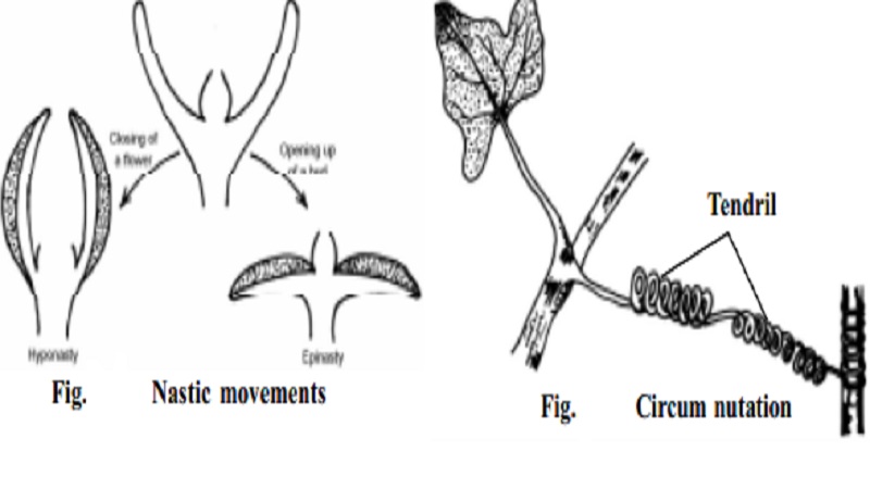 Plant Movements : Movements of locomotion and curvature