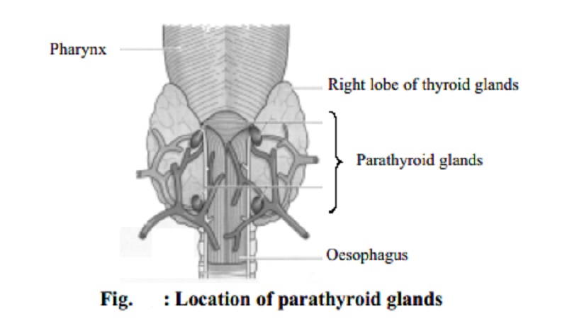 Parathyroid Gland : Functions and Deficiency of Parathyroxine