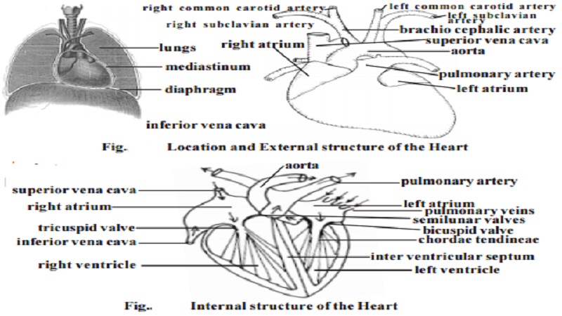 The Human Heart structure with diagram