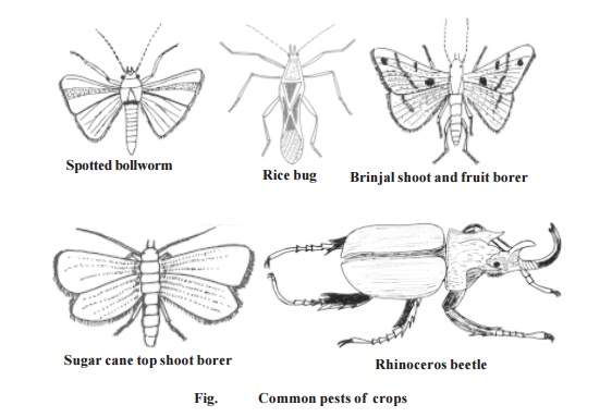 Pests - Pests of Crops : Cotton, Paddy, Sugarcane, Vegetables, Coconut palm, Stored grains, household goods