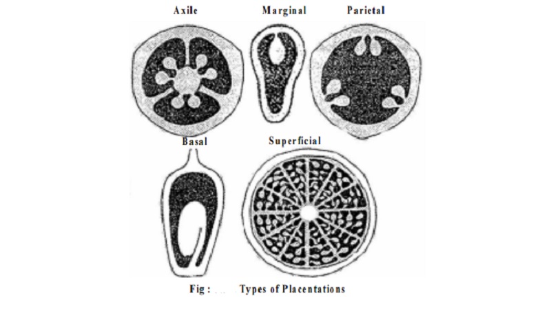 Types of Placentation : Axile,Marginal, Parietal, Basal, Superficial Placentation