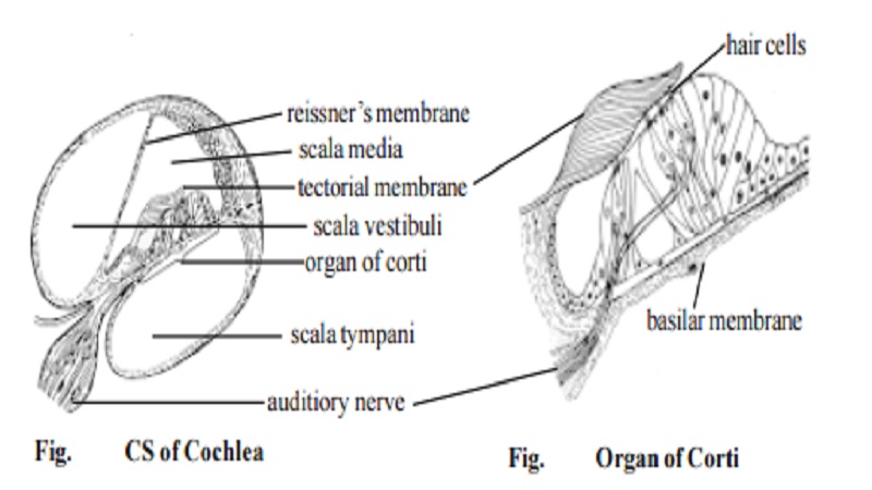 Mechanism of hearing - Human Ear