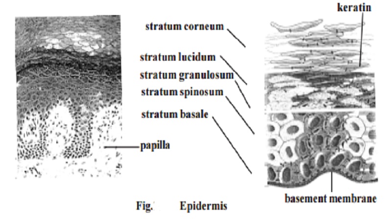 The Integumentary System - hypodermis, Epidermis, Callus, Skin color, Hair, glands, Nails